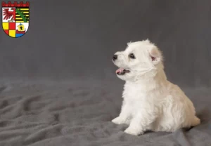 Mehr über den Artikel erfahren Westie Züchter und Welpen in Dessau-Roßlau