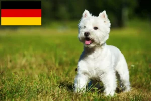 Mehr über den Artikel erfahren Westie Züchter und Welpen in Deutschland