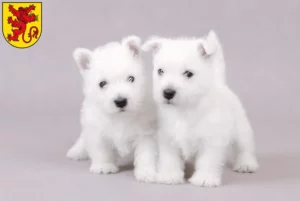 Mehr über den Artikel erfahren Westie Züchter und Welpen in Diepholz