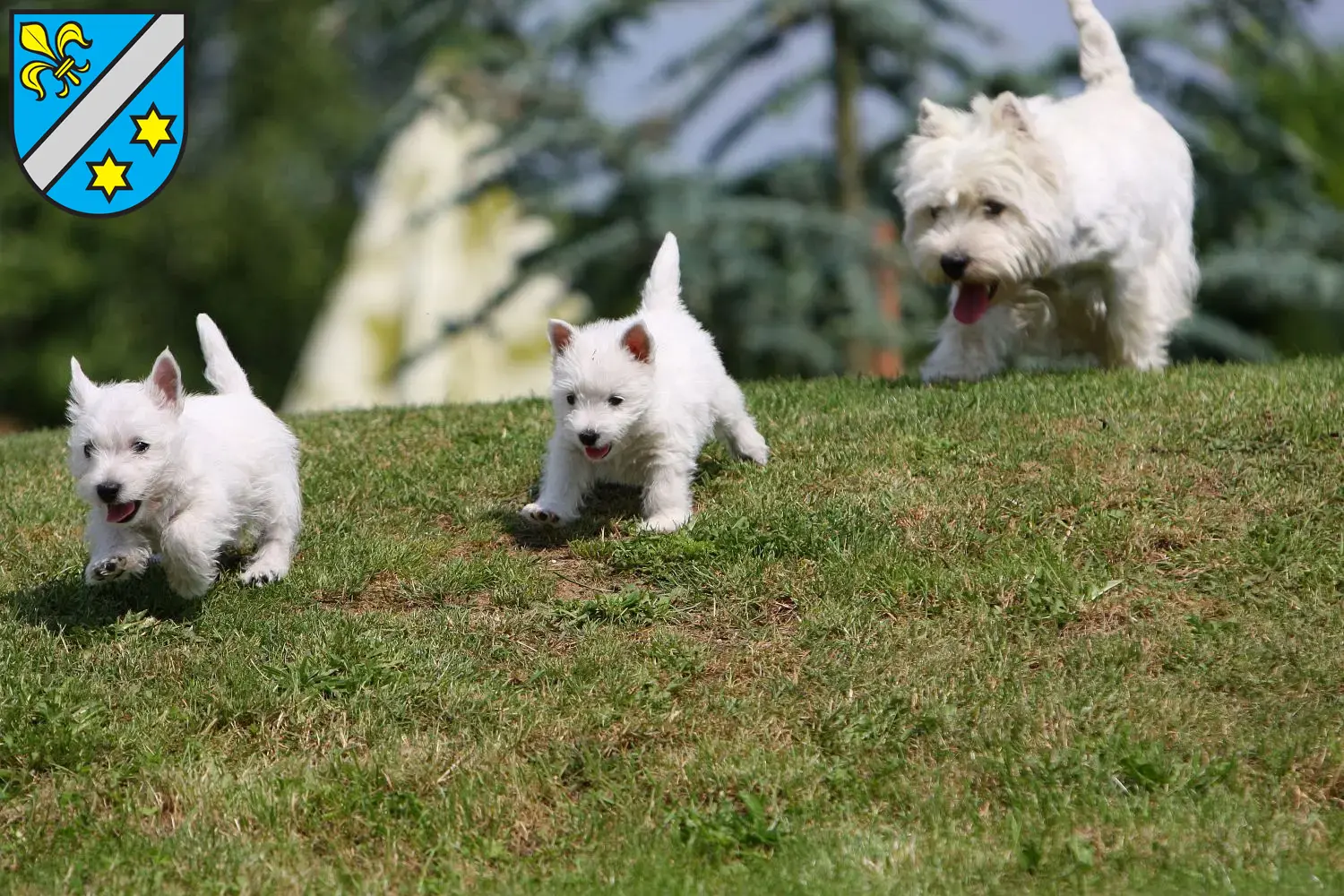 Westie Welpen und Züchter Dillingen an der Donau Hier findest Du Westies Züchter in Dillingen an der Donau.