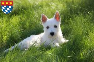 Mehr über den Artikel erfahren Westie Züchter und Welpen in Dingolfing