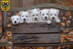 Mehr über den Artikel erfahren Westie Züchter und Welpen in Donauwörth