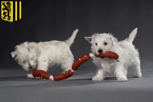 Mehr über den Artikel erfahren Westie Züchter und Welpen in Dresden
