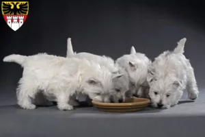 Mehr über den Artikel erfahren Westie Züchter und Welpen in Duisburg