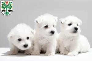 Mehr über den Artikel erfahren Westie Züchter und Welpen in Eberswalde