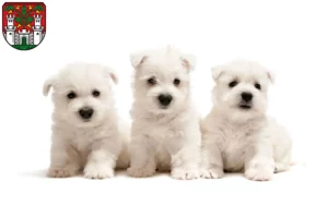 Mehr über den Artikel erfahren Westie Züchter und Welpen in Eichstätt