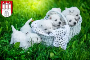 Mehr über den Artikel erfahren Westie Züchter und Welpen in Eimsbüttel