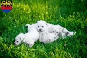 Mehr über den Artikel erfahren Westie Züchter und Welpen in Emden