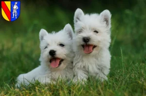 Mehr über den Artikel erfahren Westie Züchter und Welpen in Emmendingen