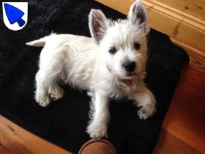 Mehr über den Artikel erfahren Westie Züchter und Welpen in Erding