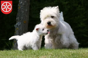 Mehr über den Artikel erfahren Westie Züchter und Welpen in Erfurt