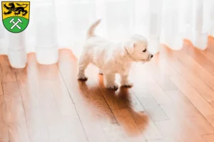 Mehr über den Artikel erfahren Westie Züchter und Welpen im Erzgebirge