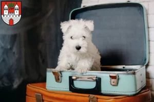 Mehr über den Artikel erfahren Westie Züchter und Welpen in Eschwege