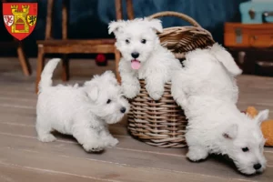 Mehr über den Artikel erfahren Westie Züchter und Welpen in Euskirchen