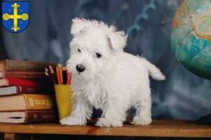 Mehr über den Artikel erfahren Westie Züchter und Welpen in Eutin
