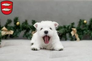 Mehr über den Artikel erfahren Westie Züchter und Welpen in Forchheim