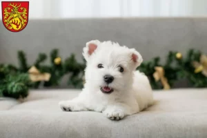 Mehr über den Artikel erfahren Westie Züchter und Welpen in Forst (Lausitz)