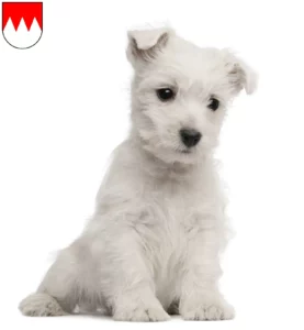Mehr über den Artikel erfahren Westie Züchter und Welpen in Franken