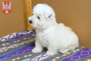 Mehr über den Artikel erfahren Westie Züchter und Welpen in Frankfurt am Main