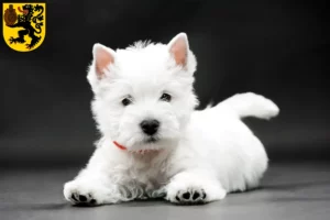 Mehr über den Artikel erfahren Westie Züchter und Welpen in Frechen
