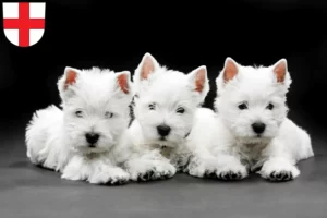 Mehr über den Artikel erfahren Westie Züchter und Welpen in Freiburg im Breisgau
