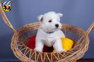 Mehr über den Artikel erfahren Westie Züchter und Welpen in Freising