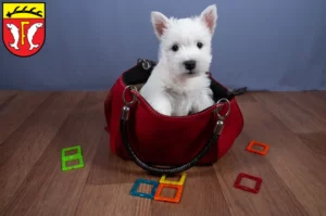 Mehr über den Artikel erfahren Westie Züchter und Welpen in Freudenstadt