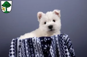 Mehr über den Artikel erfahren Westie Züchter und Welpen in Freyung