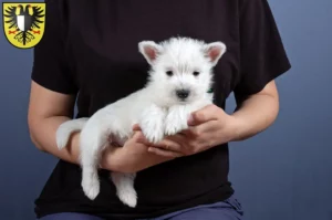 Mehr über den Artikel erfahren Westie Züchter und Welpen in Friedberg (Hessen)
