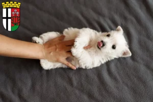 Mehr über den Artikel erfahren Westie Züchter und Welpen in Fulda