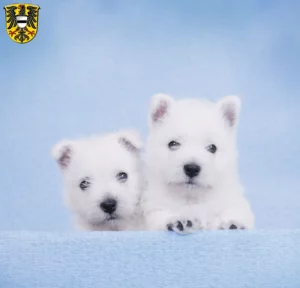Mehr über den Artikel erfahren Westie Züchter und Welpen in Gelnhausen