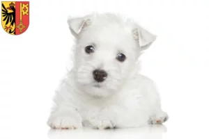 Mehr über den Artikel erfahren Westie Züchter und Welpen in Genf