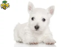 Mehr über den Artikel erfahren Westie Züchter und Welpen in Gera