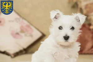 Mehr über den Artikel erfahren Westie Züchter und Welpen in Germersheim
