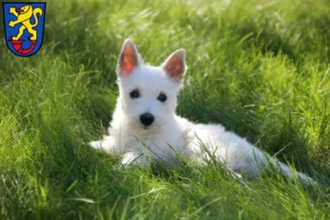 Mehr über den Artikel erfahren Westie Züchter und Welpen in Gifhorn