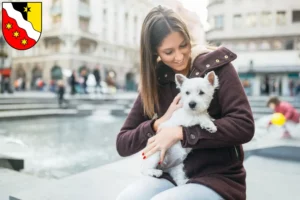 Mehr über den Artikel erfahren Westie Züchter und Welpen in Glarus