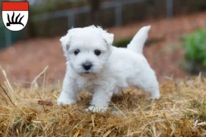 Mehr über den Artikel erfahren Westie Züchter und Welpen in Göppingen