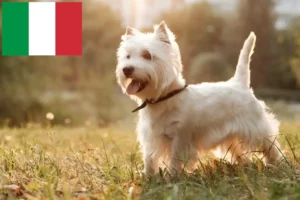 Mehr über den Artikel erfahren Westie Züchter und Welpen in Italien