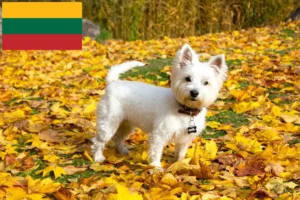 Mehr über den Artikel erfahren Westie Züchter und Welpen in Litauen