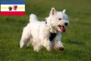Mehr über den Artikel erfahren Westie Züchter und Welpen in Mecklenburg-Vorpommern