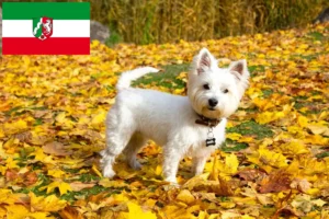 Mehr über den Artikel erfahren Westie Züchter und Welpen in Nordrhein-Westfalen