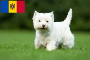 Mehr über den Artikel erfahren Westie Züchter und Welpen in Republik Moldau