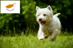 Mehr über den Artikel erfahren Westie Züchter und Welpen auf Zypern