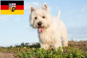 Mehr über den Artikel erfahren Westie Züchter und Welpen im Saarland