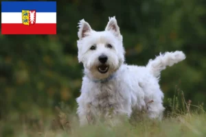 Mehr über den Artikel erfahren Westie Züchter und Welpen in Schleswig-Holstein