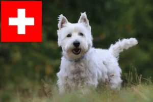 Mehr über den Artikel erfahren Westie Züchter und Welpen in der Schweiz