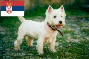 Mehr über den Artikel erfahren Westie Züchter und Welpen in Serbien