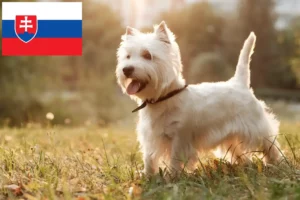 Mehr über den Artikel erfahren Westie Züchter und Welpen in der Slowakei