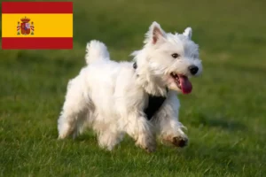 Mehr über den Artikel erfahren Westie Züchter und Welpen in Spanien