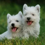 Gesunde Westie Welpen von seriösen Züchtern